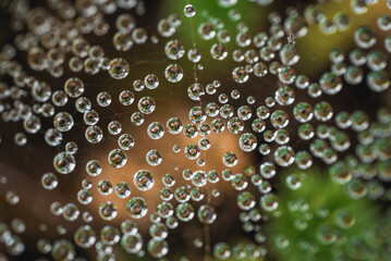 Macrophoto of Waterdrops on a Spiderweb