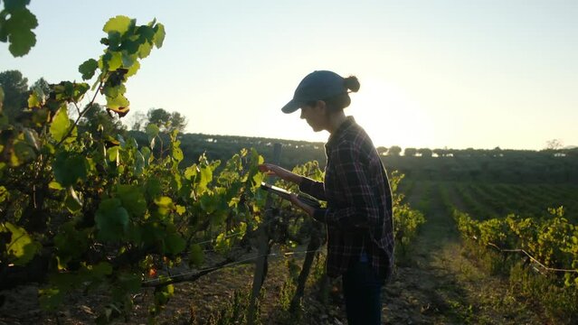 Young female farmer using a tablet computer in the vineyard, checking the grapes on a lovely autumn day at sunset. Agriculture, harvest, vineyard management, technology, farm industry