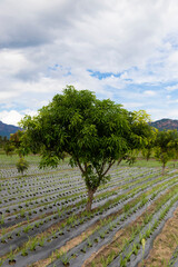 Mango tree in middle of Drip irrigation farm in India - Agricultural field 