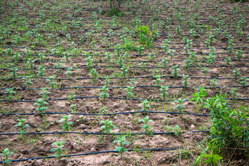 Drip irrigation method farming in India - Agricultural field 
