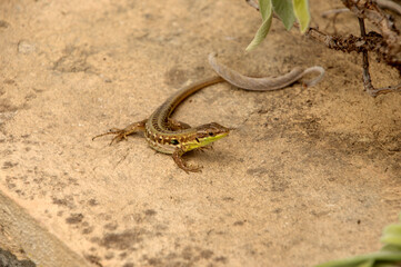 Italian wall lizard or ruin lizard (Podarcis siculus) in Tuscany