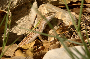 Italian wall lizard or ruin lizard (Podarcis siculus) in Tuscany