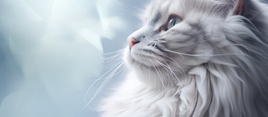 Gray cat s long white whiskers viewed from below in a selective soft focus portrait