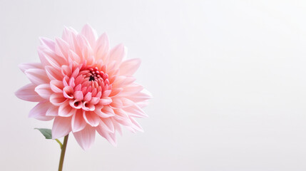 Floral Perfection: Delicate Pink Flower in Close-Up Against a Minimalistic White Backdrop with Copy-Space