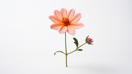 Botanical Minimalism: Isolated Pink Blossom in Close-Up Against a Clean White Background