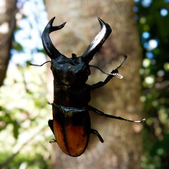 stag beetle on a branch
