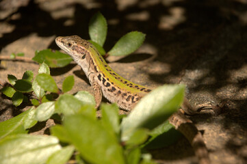 Italian wall lizard or ruin lizard (Podarcis siculus) in Tuscany
