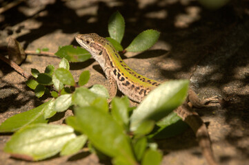 Fototapeta premium Italian wall lizard or ruin lizard (Podarcis siculus) in Tuscany