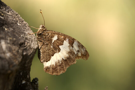 White Admiral butterfly (Limenitis camilla) perching in olive tree