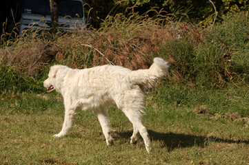 Fototapeta premium Maremma-Abruzzese sheepdog on lawn in Tuscany