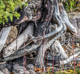 Tree roots