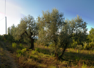 Olive trees in Montespertoli, Florence, Tuscany