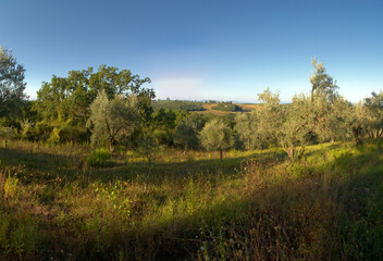 Olives in the Tuscan landscape of Montespertoli, Florence