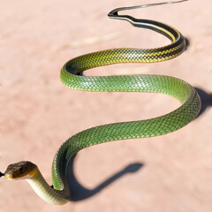 Fototapeta premium snake in the grass