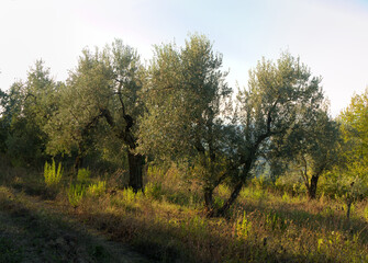 Fototapeta na wymiar Olive trees in evening light in Montespertoli, Florence, Tuscany
