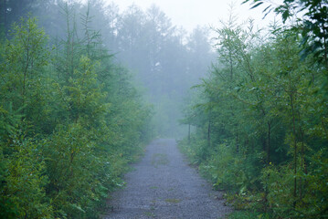 Fototapeta premium 霧の風景