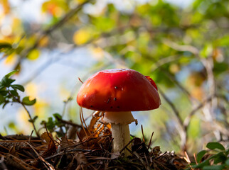 Dotless fly agaric 
