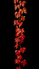Colorful autumn creepers spreading over a black background