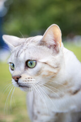 Portrait of a beautiful cat