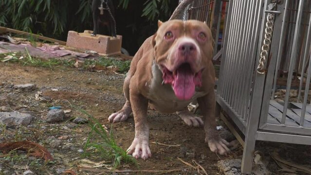 Chained American Pitbull dog is angry and barking all the time.