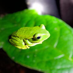 green tree frog