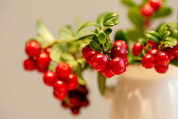 Lingonberry branch. Bush of wild ripe cowberry