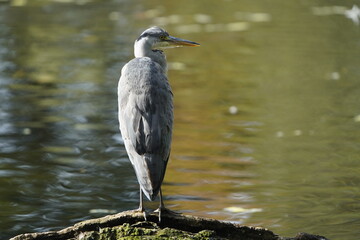 
Gray heron (Ardea cinerea) Ardeidae family. Hanover, Germany.
