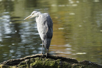 
Gray heron (Ardea cinerea) Ardeidae family. Hanover, Germany.
