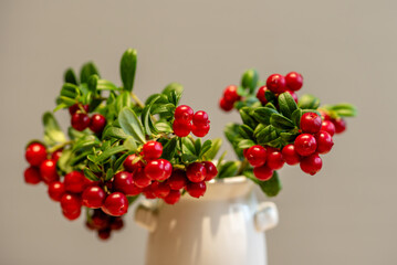 Lingonberry branch. Bush of wild ripe cowberry