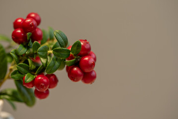 Lingonberry branch. Bush of wild ripe cowberry