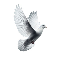 Obraz premium pigeon white flying isolated open wings for background bird peace