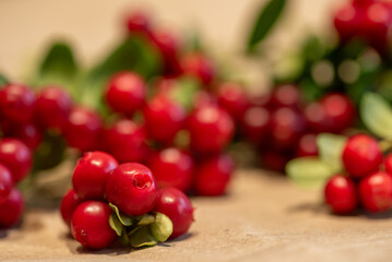 Lingonberry branch. Bush of wild ripe cowberry