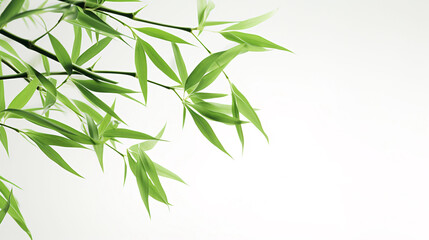 Fototapeta na wymiar Green leaves of bamboo and branches, bamboo leaf material on white background