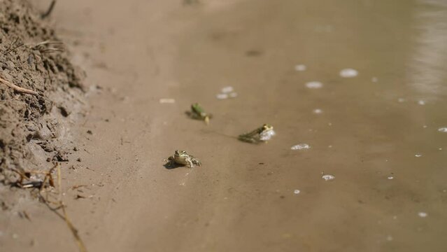 little green frogs sitting on sandy lake shore at edge of water. animals in wild nature