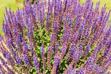 Szałwia omszona niebieska 