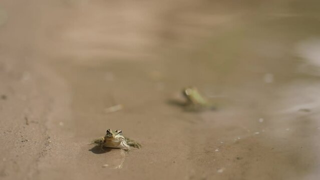 little green frogs sitting on sandy lake shore at edge of water. animals in wild nature