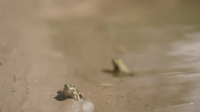 little green frogs sitting on sandy lake shore at edge of water. animals in wild nature