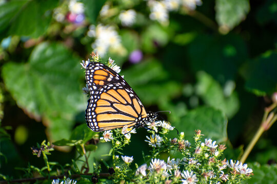 Monarch butterfly on a flower on a sunny day