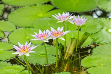 Unusual delicate water lily flowers on the water