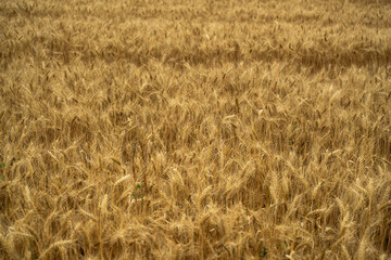 View over a grain field with ripe grain plants in rural area in late summer just before the harvest
