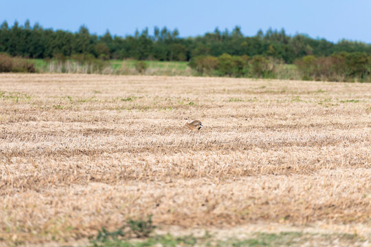 The rabbit runs in front of the harvester