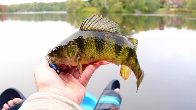 Perch fresh out of water, kayak fishing during fall season.
