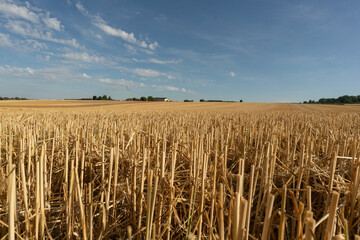 View over mowed grain field with stubble of grain plants in rural area in late summer just before harvest