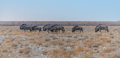 A view of a herd of Wildebeest in the Etosha National Park in Namibia in the dry season