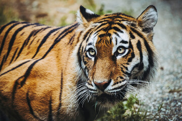 Portrait d'un magnifique tigre de Sibérie