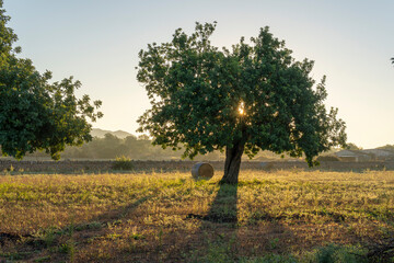 Field of carob trees, Ceratonia siliqua at sunrise - obrazy, fototapety, plakaty