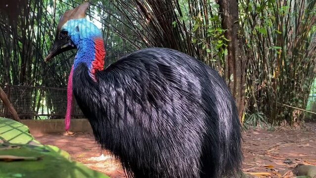 Close up of blue necked cassowary bird
