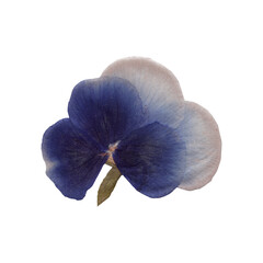 Isolated Pressed and dried Blue Pansy flower. Viola tricolor, viola arvensis, heartsease, violet. Aesthetic scrapbooking Dry plants