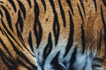 Close-up sur le pelage rayé d'un tigre de Sibérie