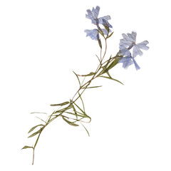 Isolated Pressed and dried Blue Wild flower with leaves. Aesthetic decorative gardening, wedding, herbarium or scrapbooking design elements